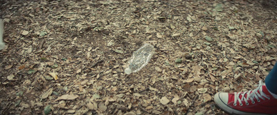 a person standing on a leaf covered ground