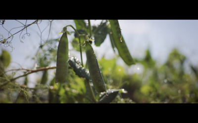 a couple of peas hanging from a tree