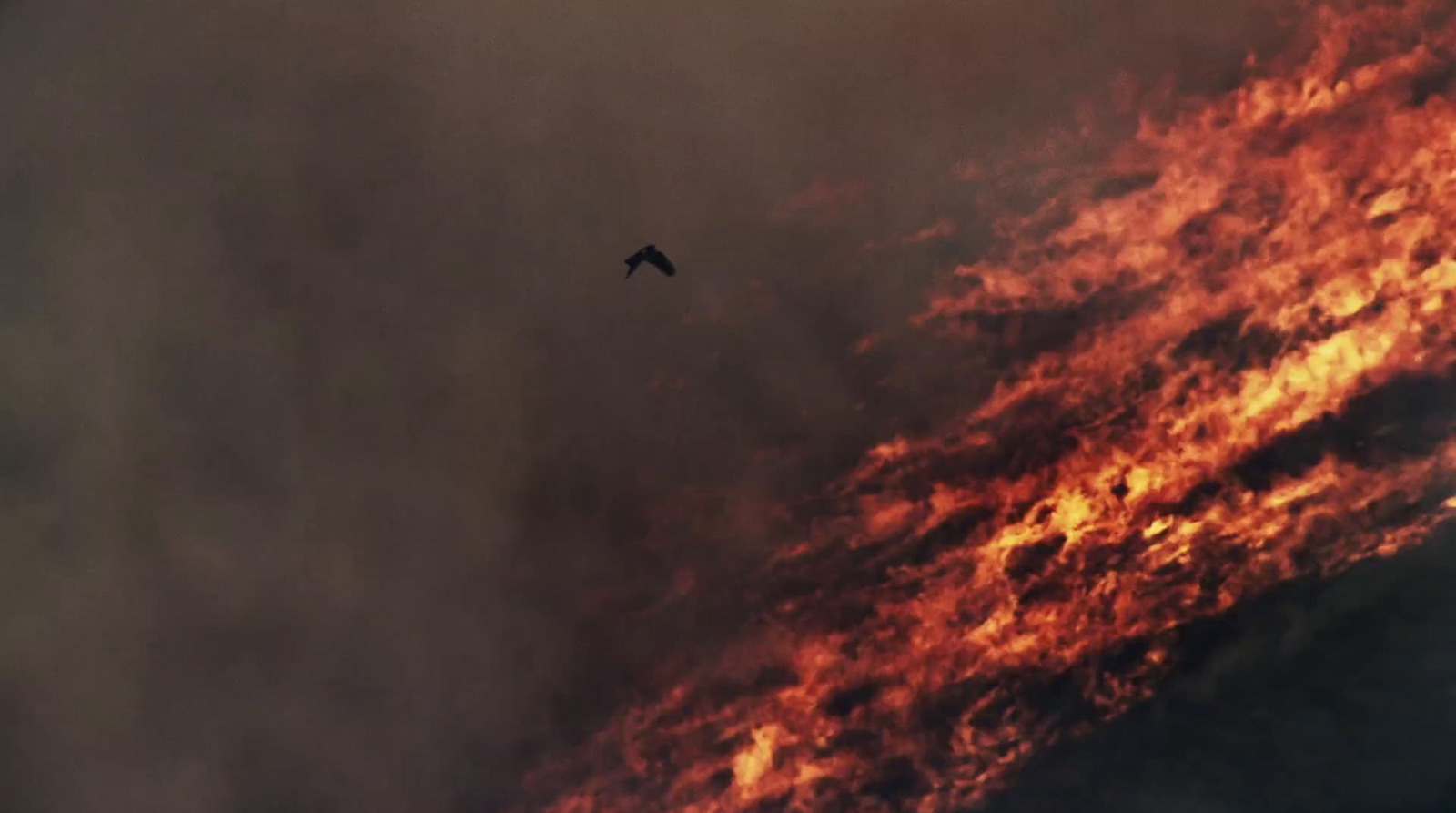 a bird flying in front of a large fire