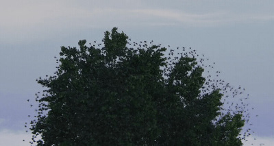 a flock of birds sitting on top of a tree