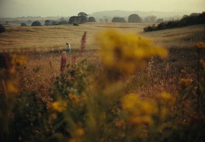 a person walking through a field with yellow flowers