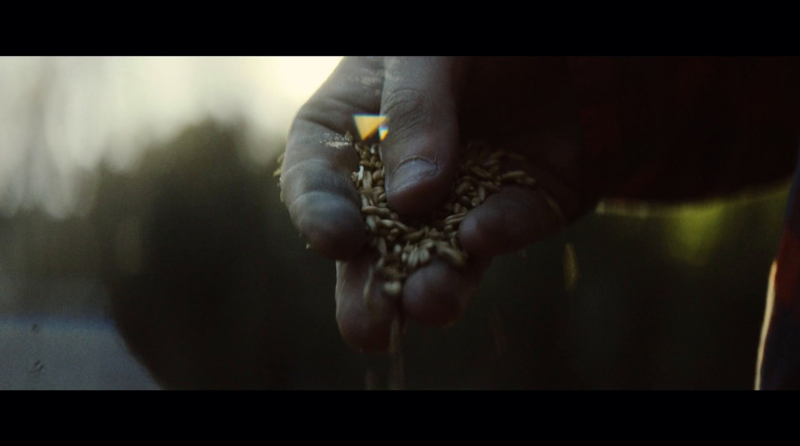 a person holding a seed in their hands