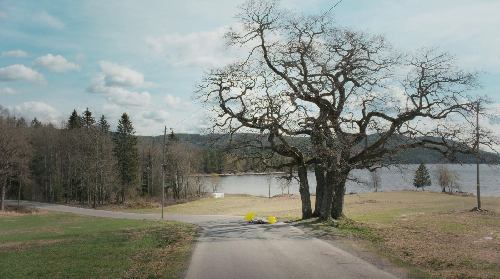 a tree on the side of a road next to a lake