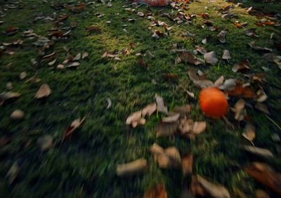 an orange ball is in the middle of a grassy field