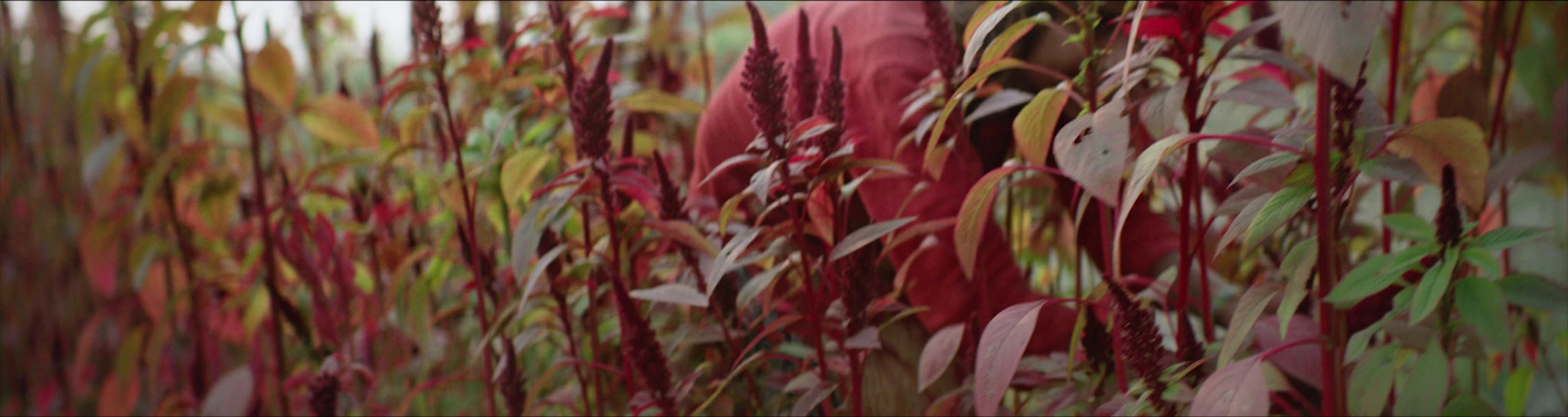 a blurry photo of a bunch of plants