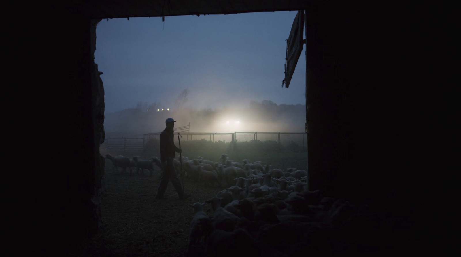 a man standing in front of a herd of sheep