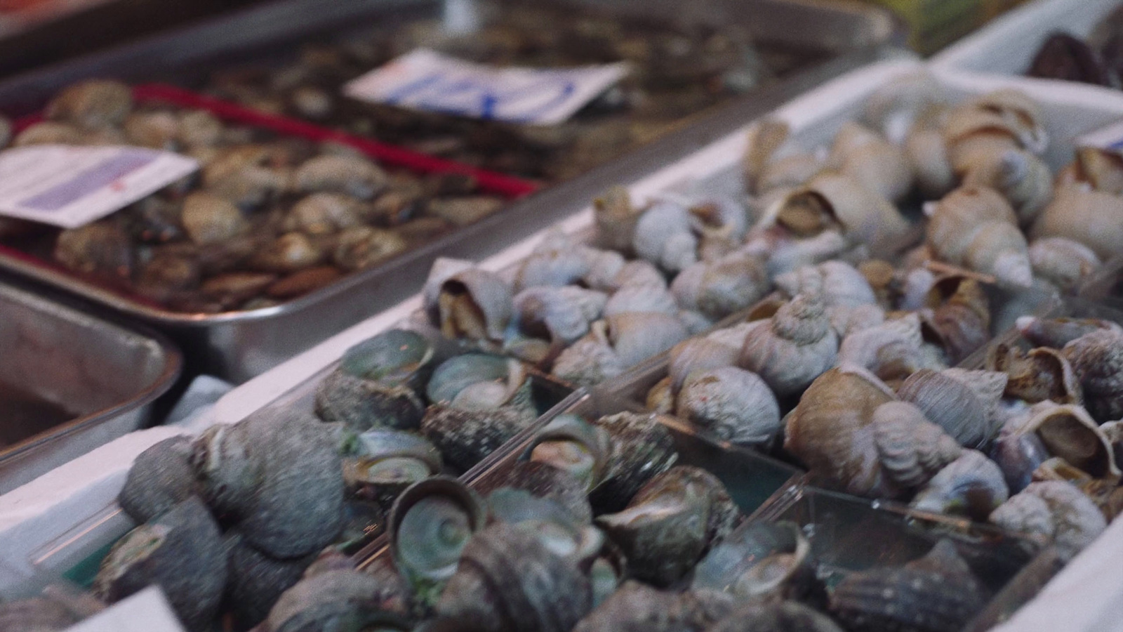 a close up of many different types of shells