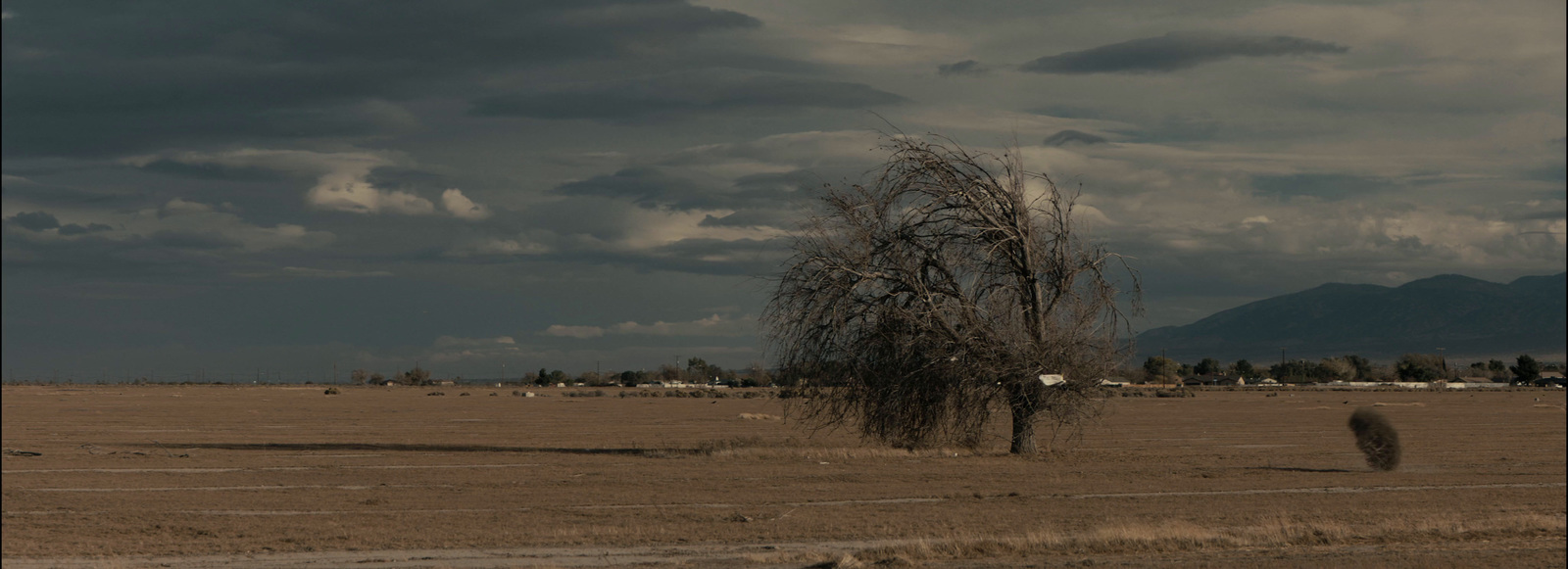 a lone tree in a field with mountains in the background