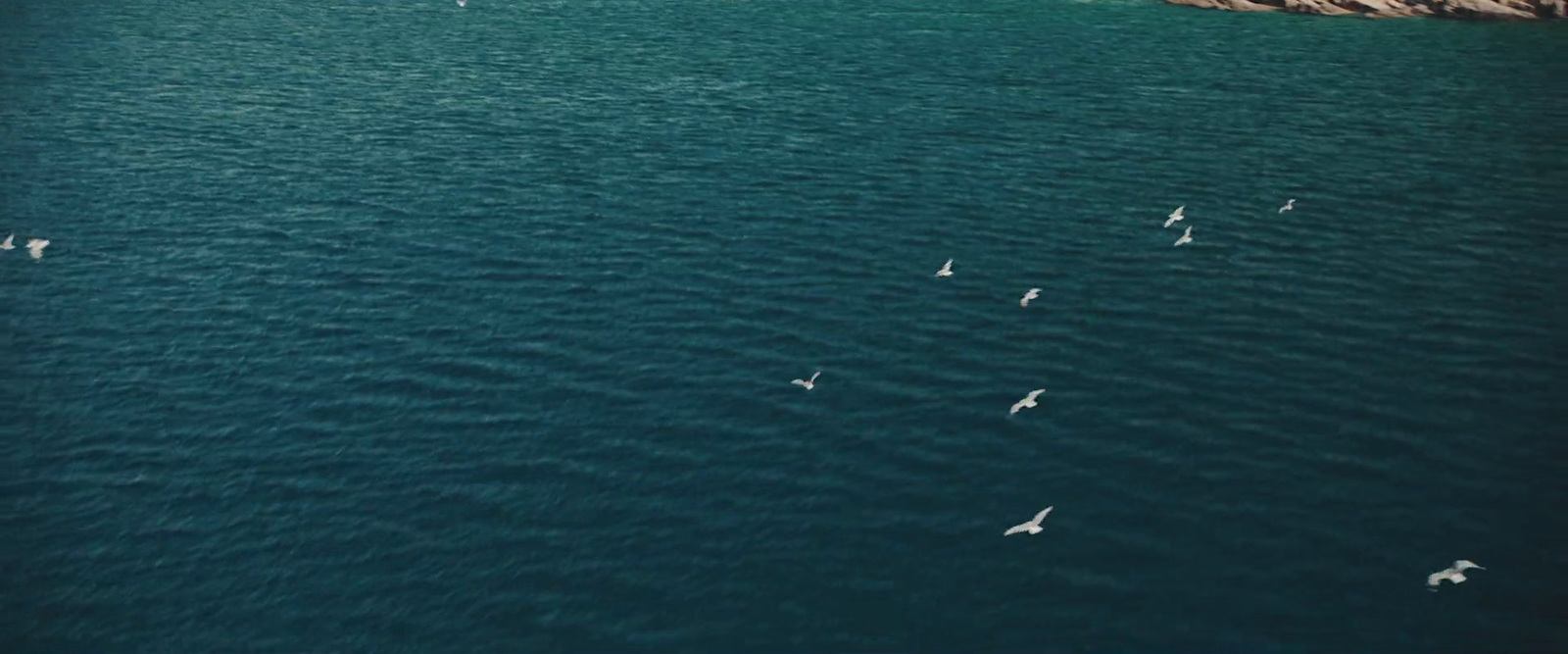 a flock of birds flying over a large body of water