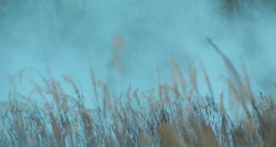 a blurry image of a bird flying in the air