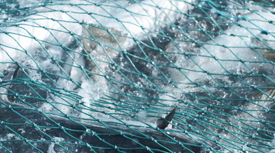 a fish caught in a fishing net in the water