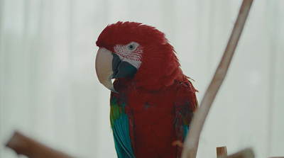 a red parrot sitting on top of a tree branch