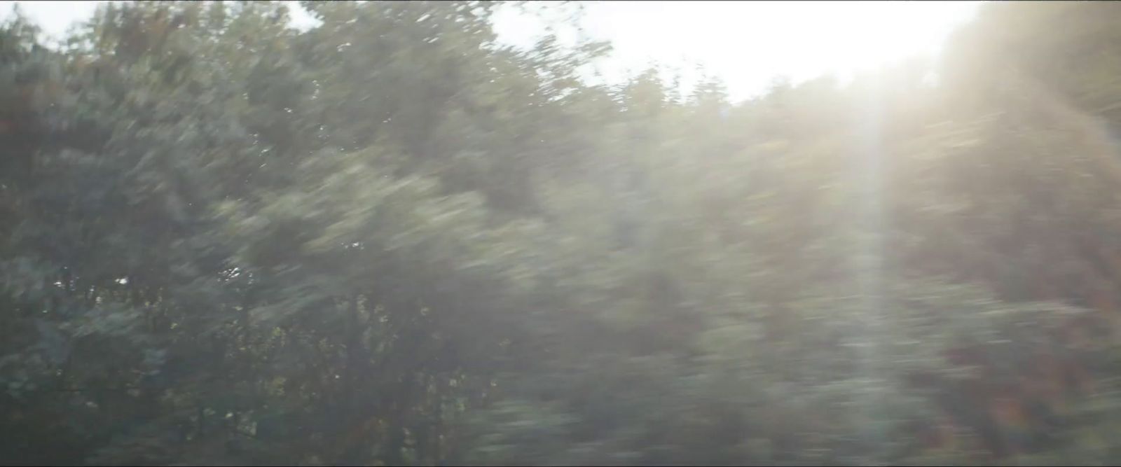 a blurry photo of a forest with trees