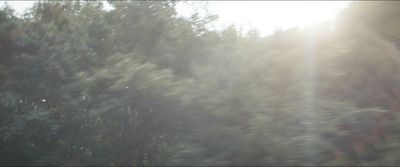 a blurry photo of a forest with trees