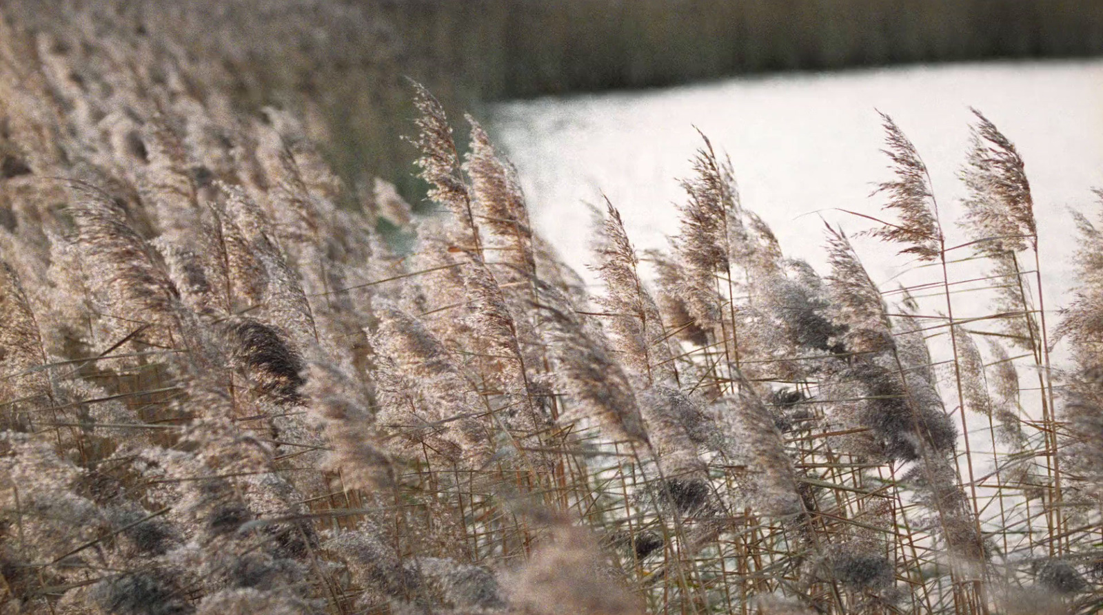 a bunch of tall grass next to a body of water