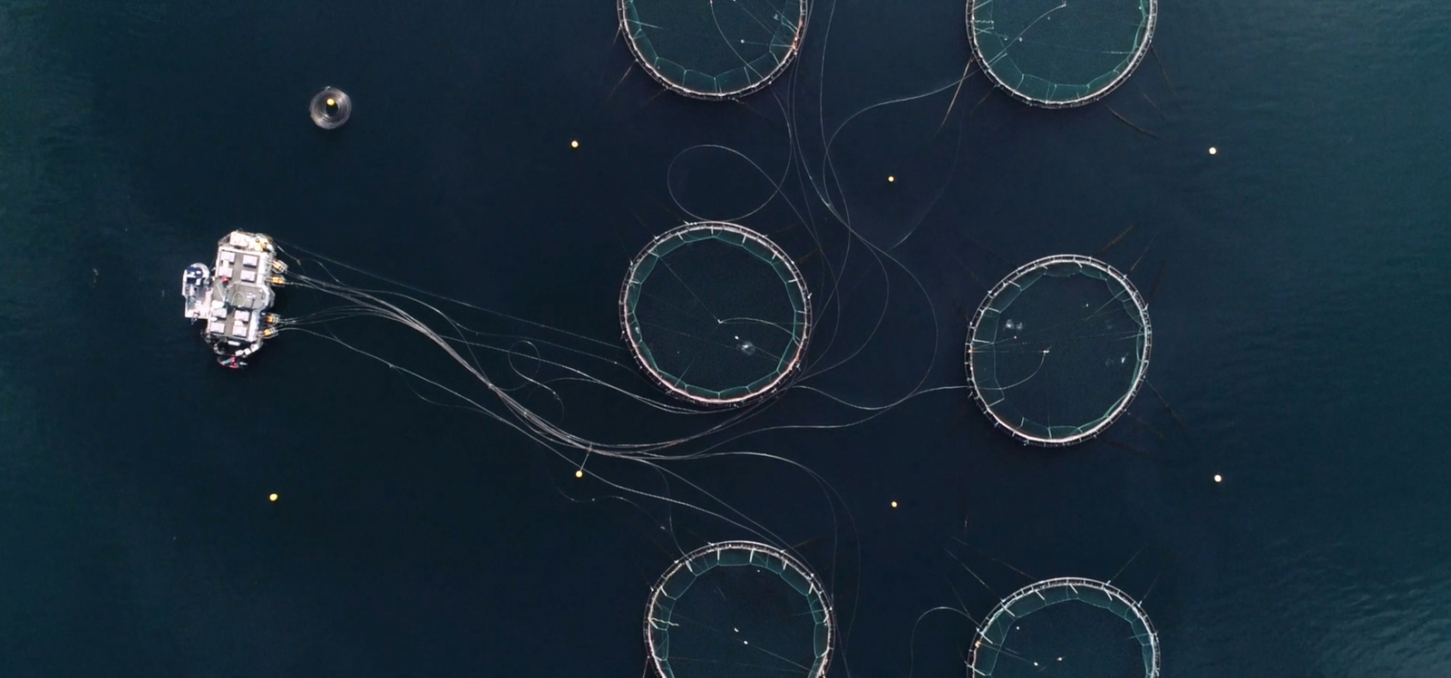 a group of fishing nets floating on top of a body of water