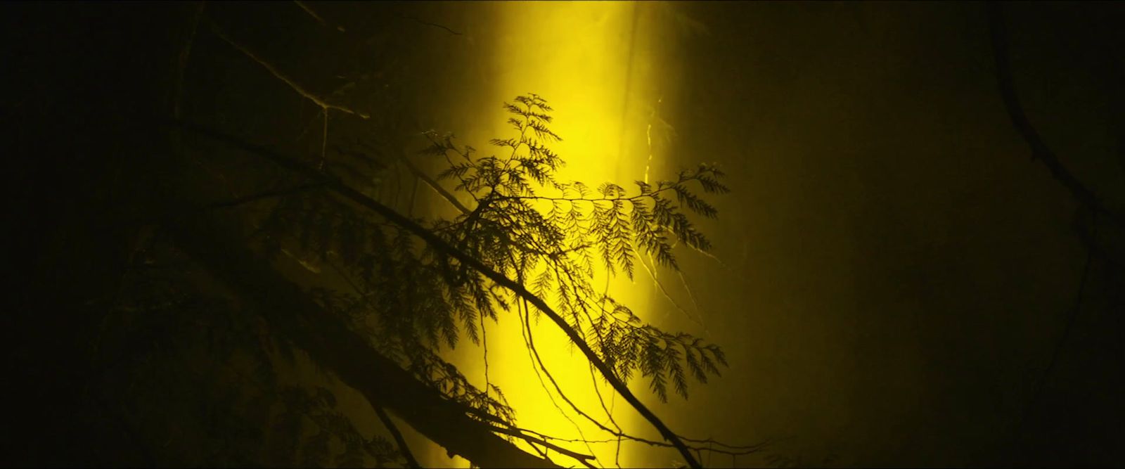 a yellow light shines on a tree in the dark