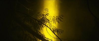 a yellow light shines on a tree in the dark