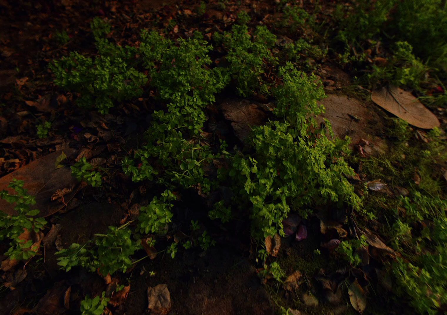 a bunch of green plants growing on the ground