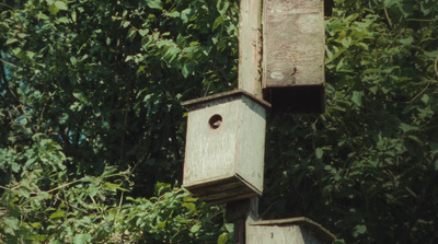 a bird house in the middle of a forest