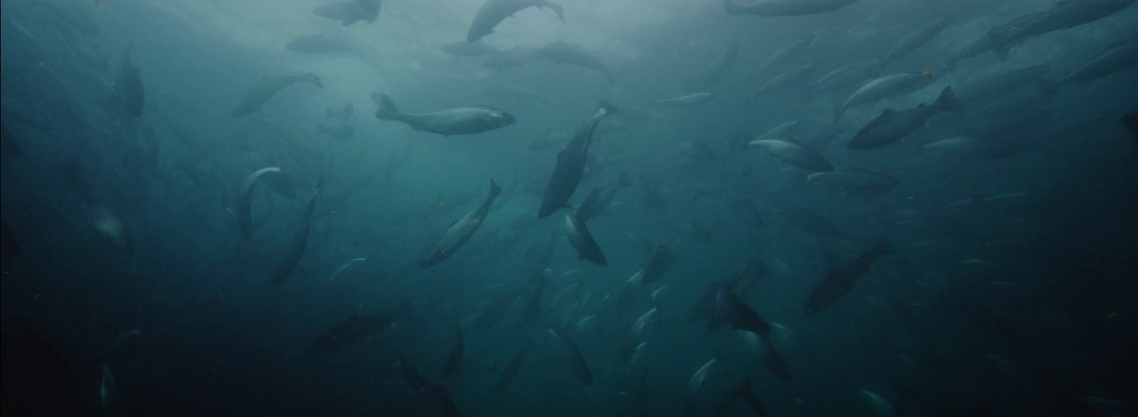 a large group of fish swimming in the water