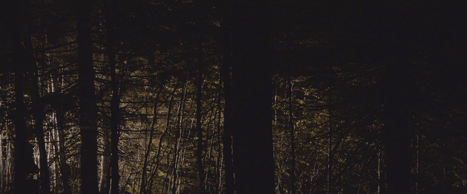 a person riding a horse through a forest at night