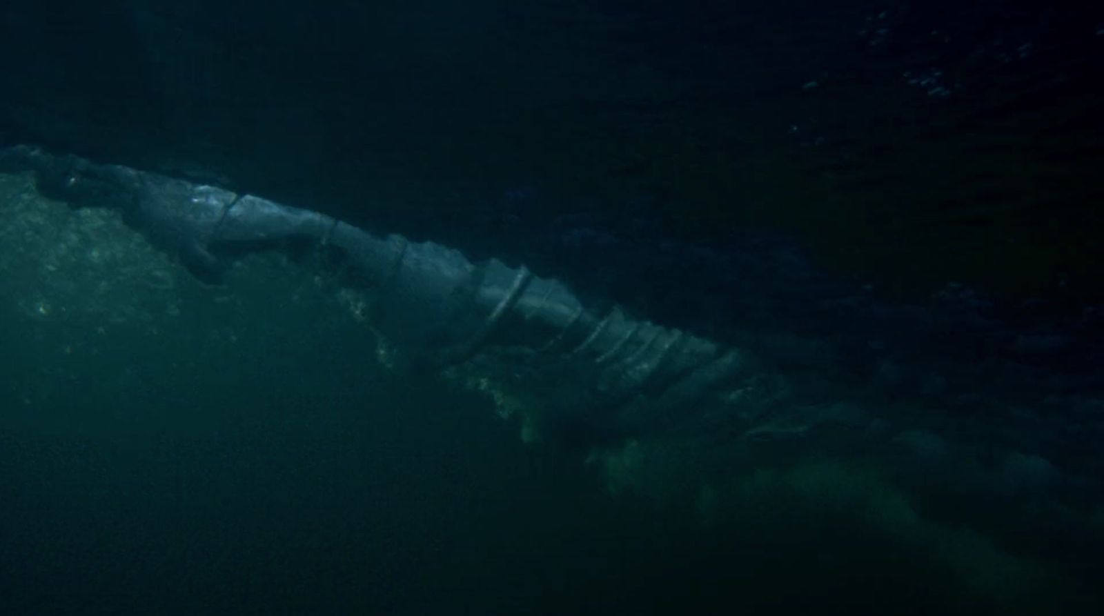 a large white shark swimming in the ocean