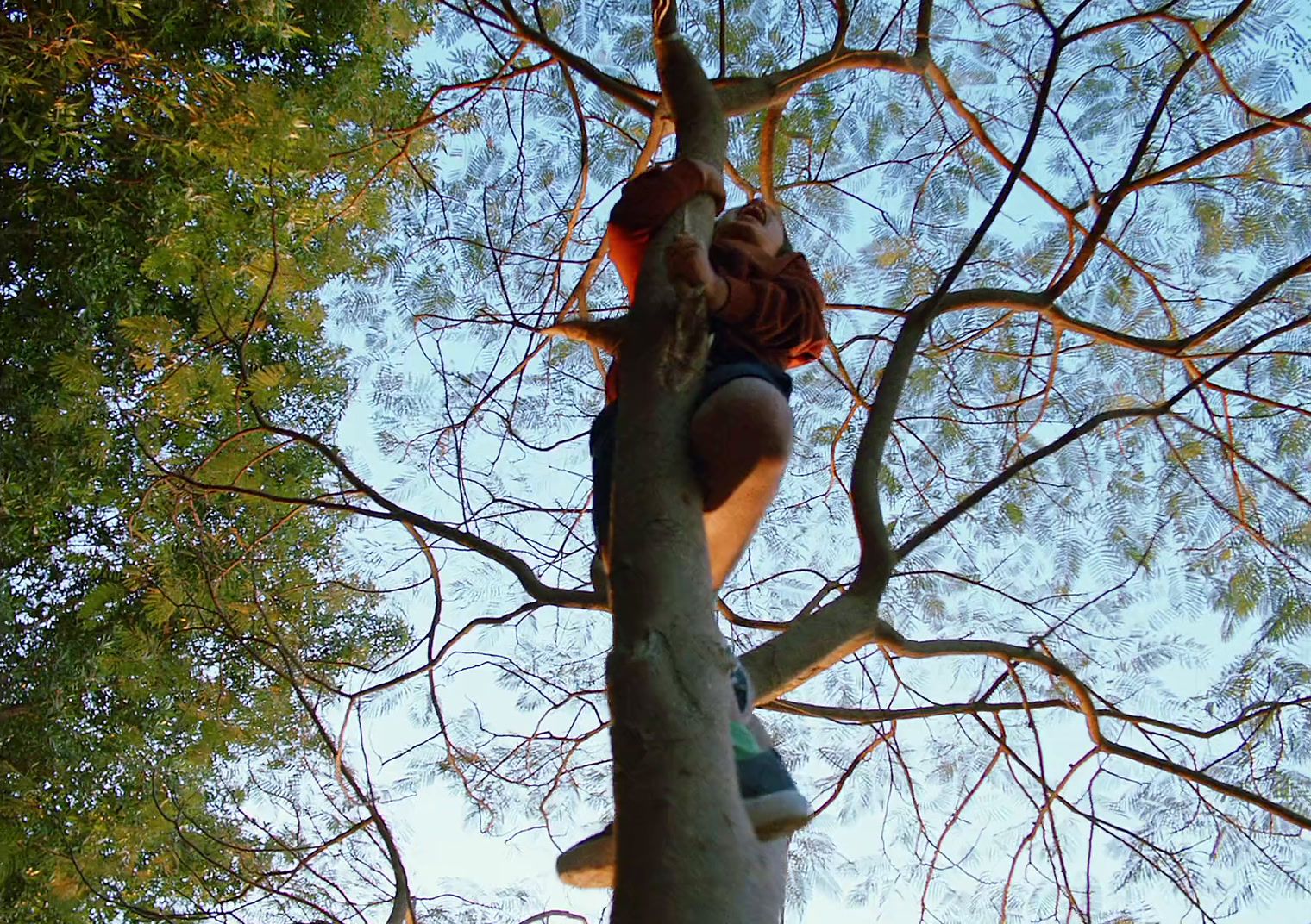 a person climbing up a tree in a forest