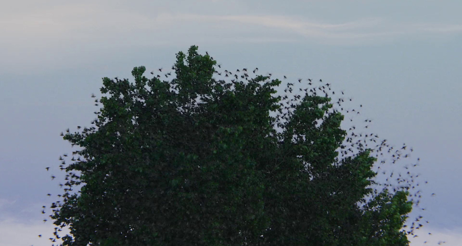 a flock of birds sitting on top of a tree