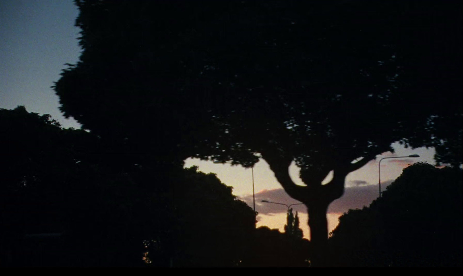 a tree is silhouetted against a sunset sky