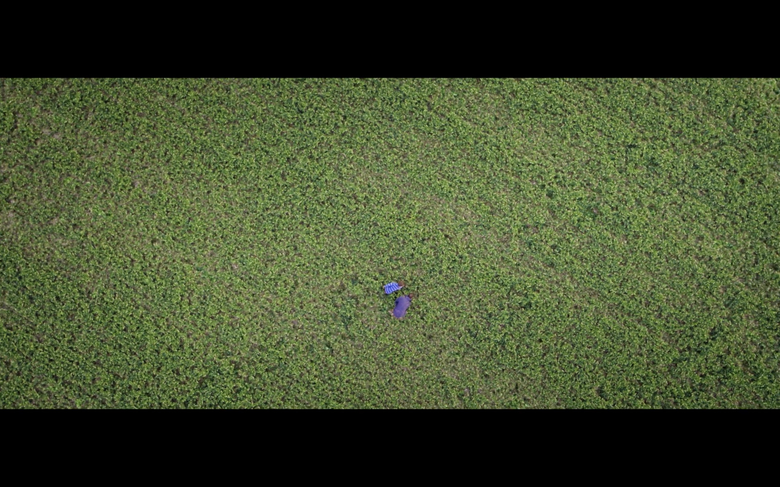 an aerial view of a person in a field