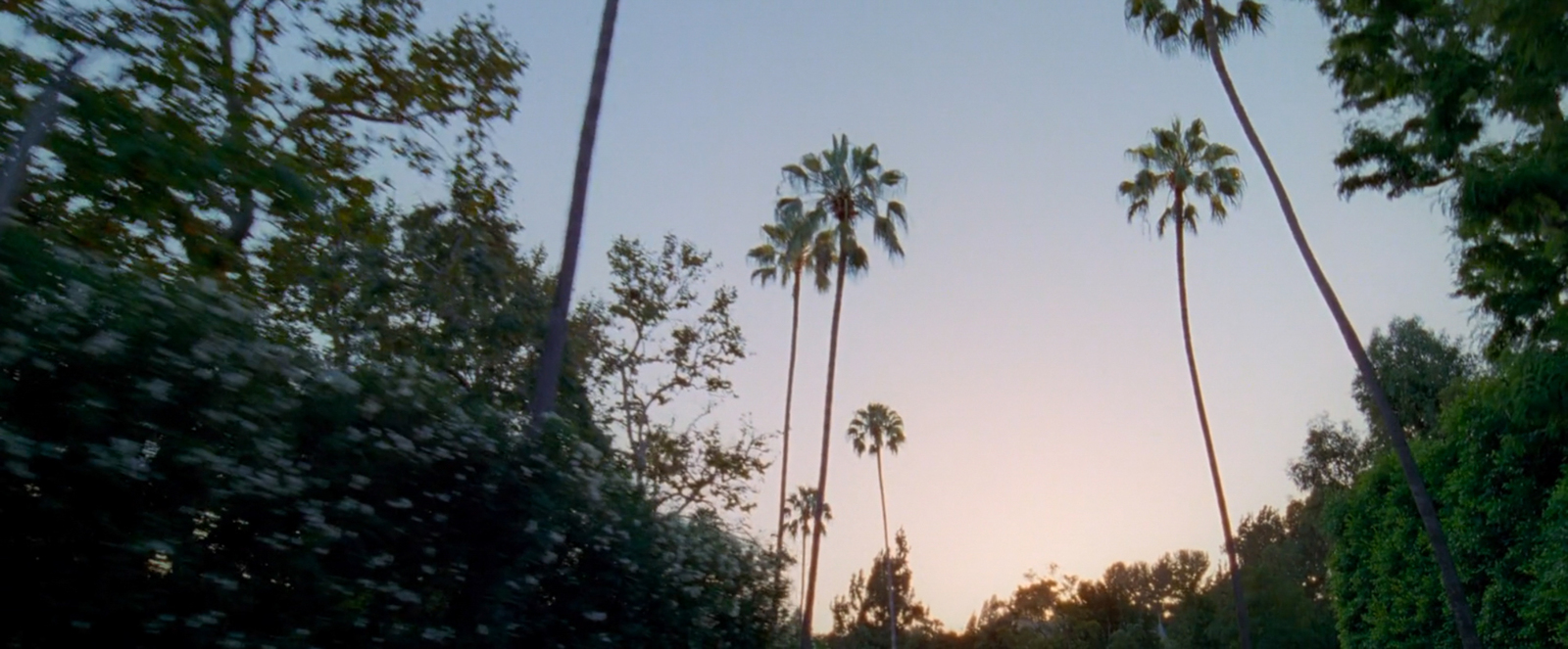 palm trees line the road as the sun sets