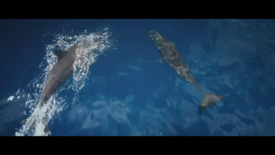 a couple of dolphins swimming next to each other