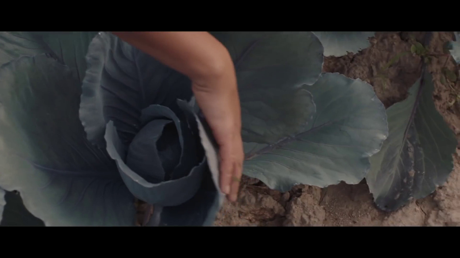 a close up of a person touching a plant