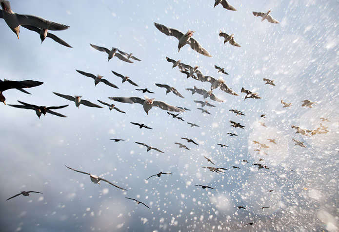 a flock of birds flying through the air