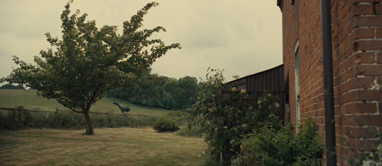 a bird is standing in the grass near a tree