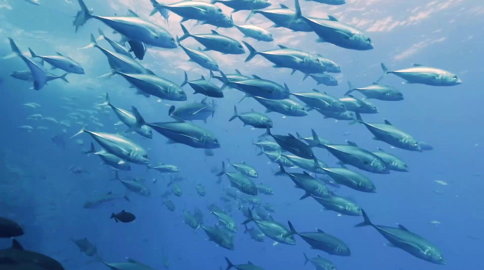 a school of fish swimming in the ocean