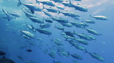 a school of fish swimming in the ocean