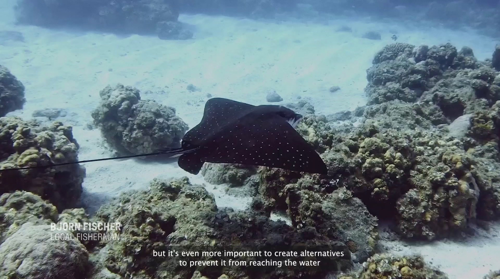 a manta ray swimming in the ocean