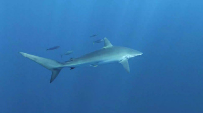 a large white shark swimming in the ocean