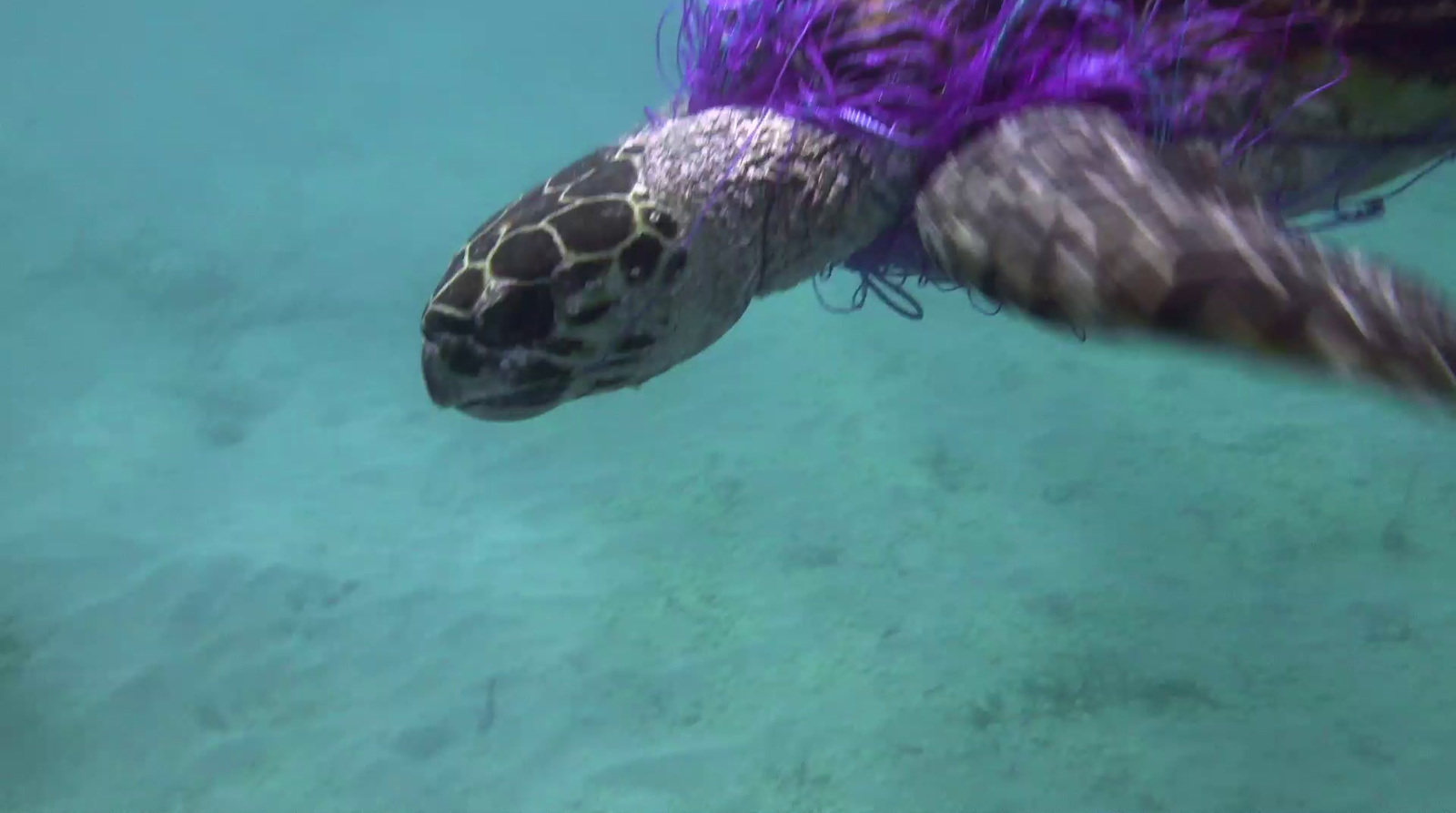 a turtle swimming in the water with a purple net