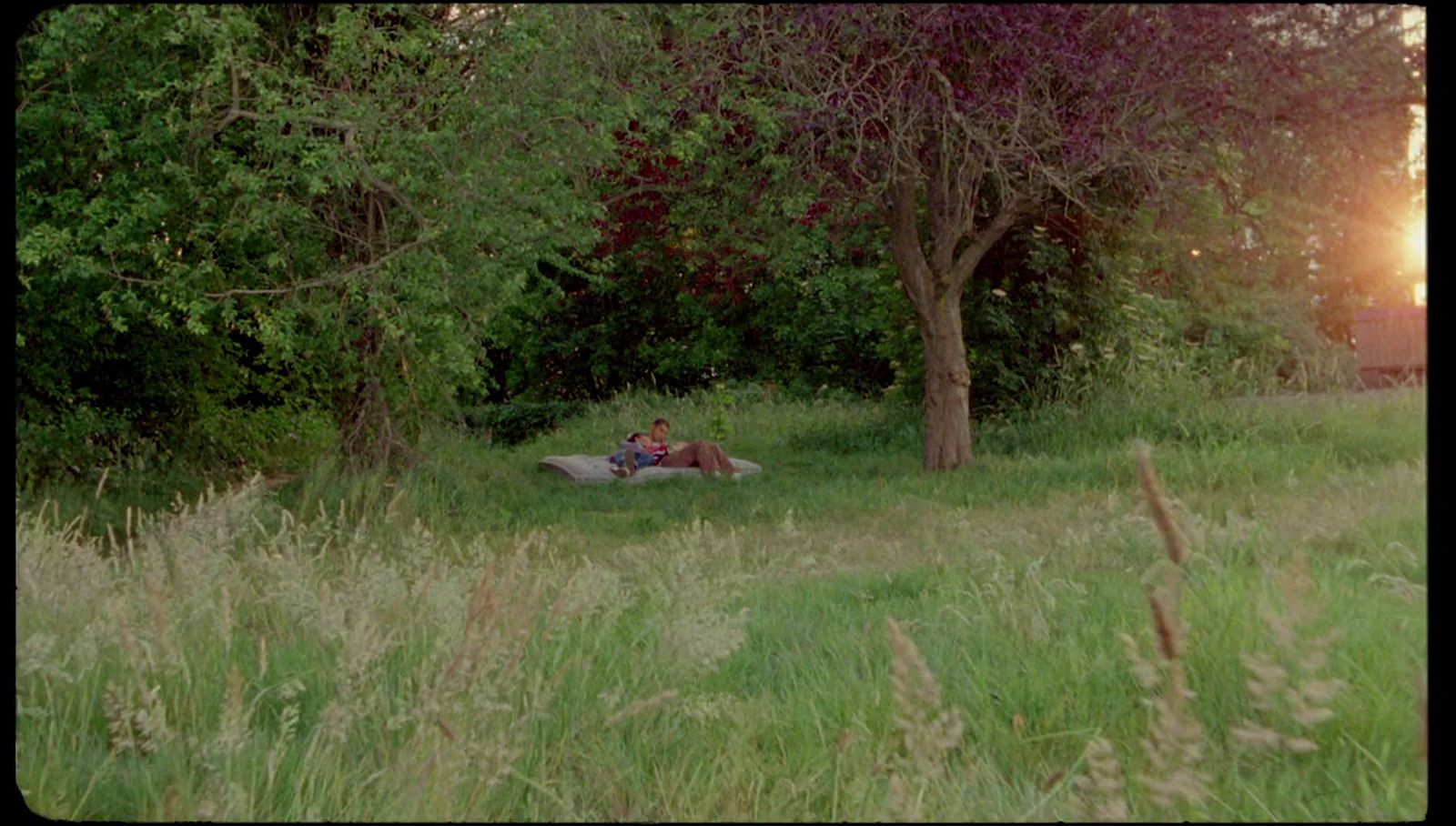 a person laying in the grass under a tree