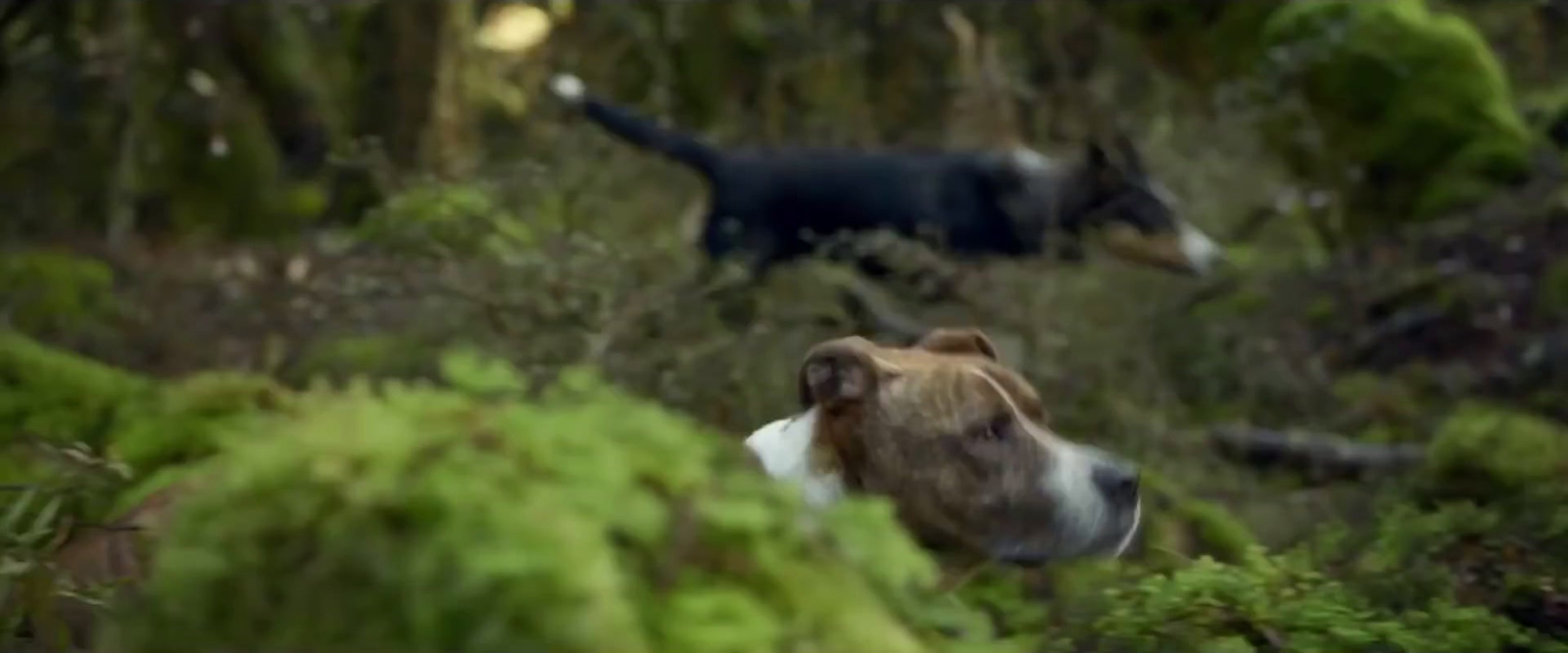 a brown and white dog and a black and white dog in the woods