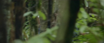 a blurry photo of a person walking through a forest