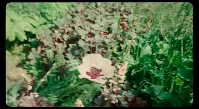 a white flower sitting in the middle of a lush green field