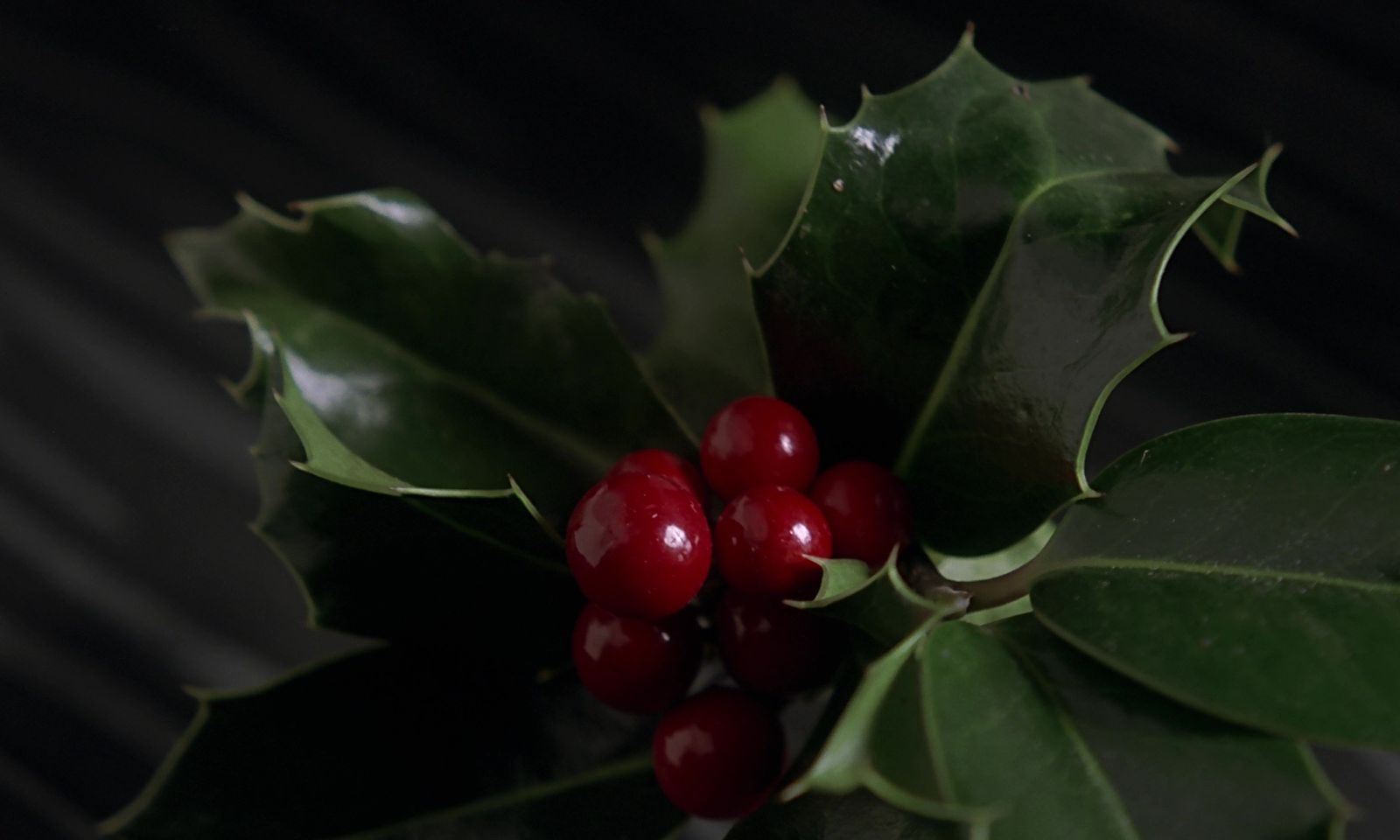 a holly with red berries and green leaves