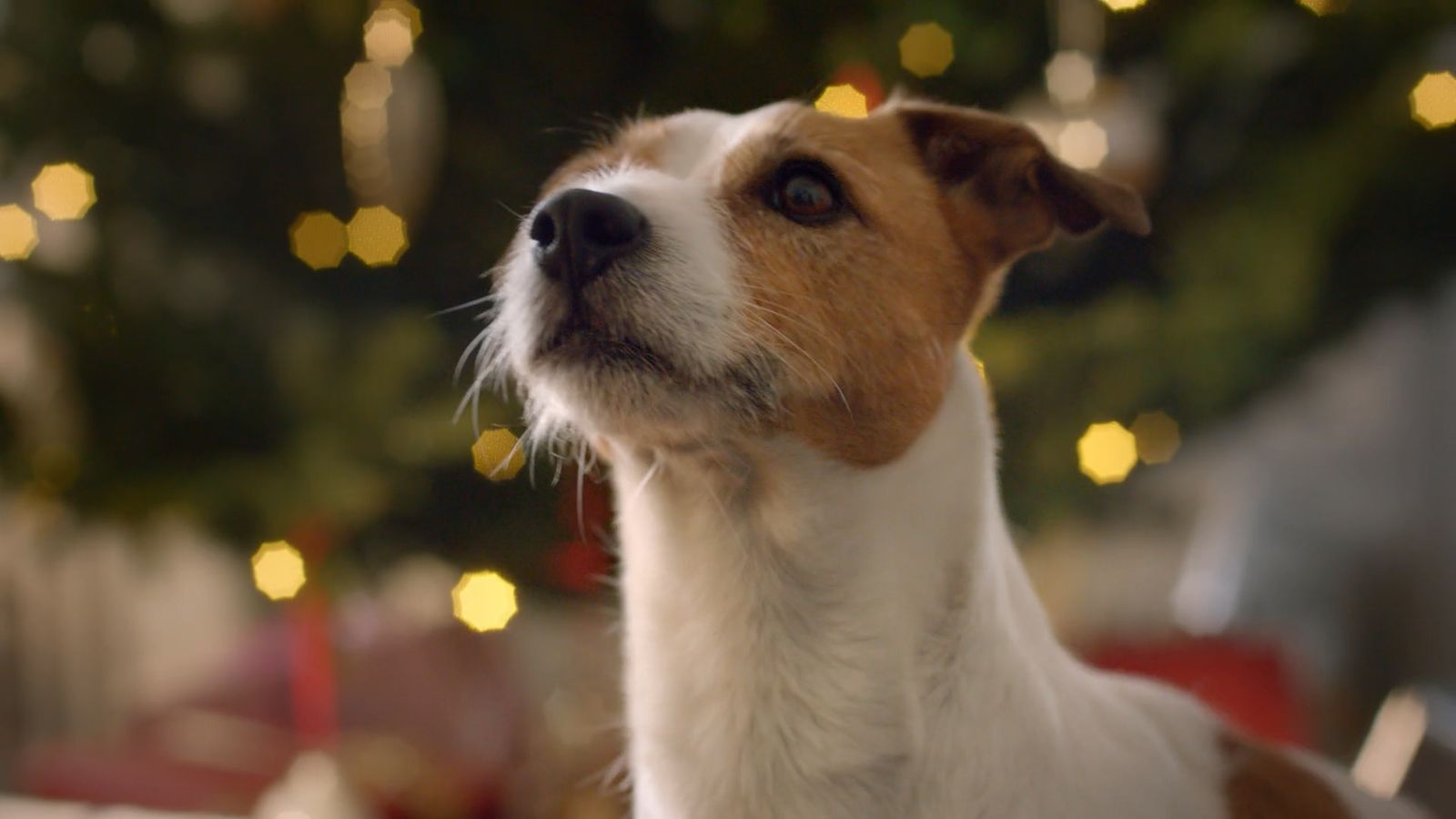 a brown and white dog standing in front of a christmas tree