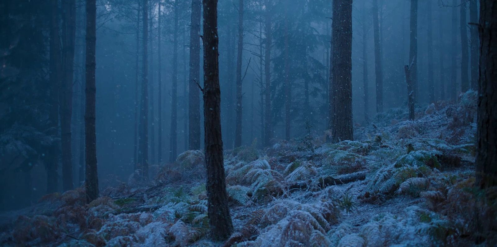 a forest filled with lots of trees covered in snow