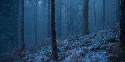 a forest filled with lots of trees covered in snow