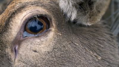 a close up of a cow's eye with a blurry background